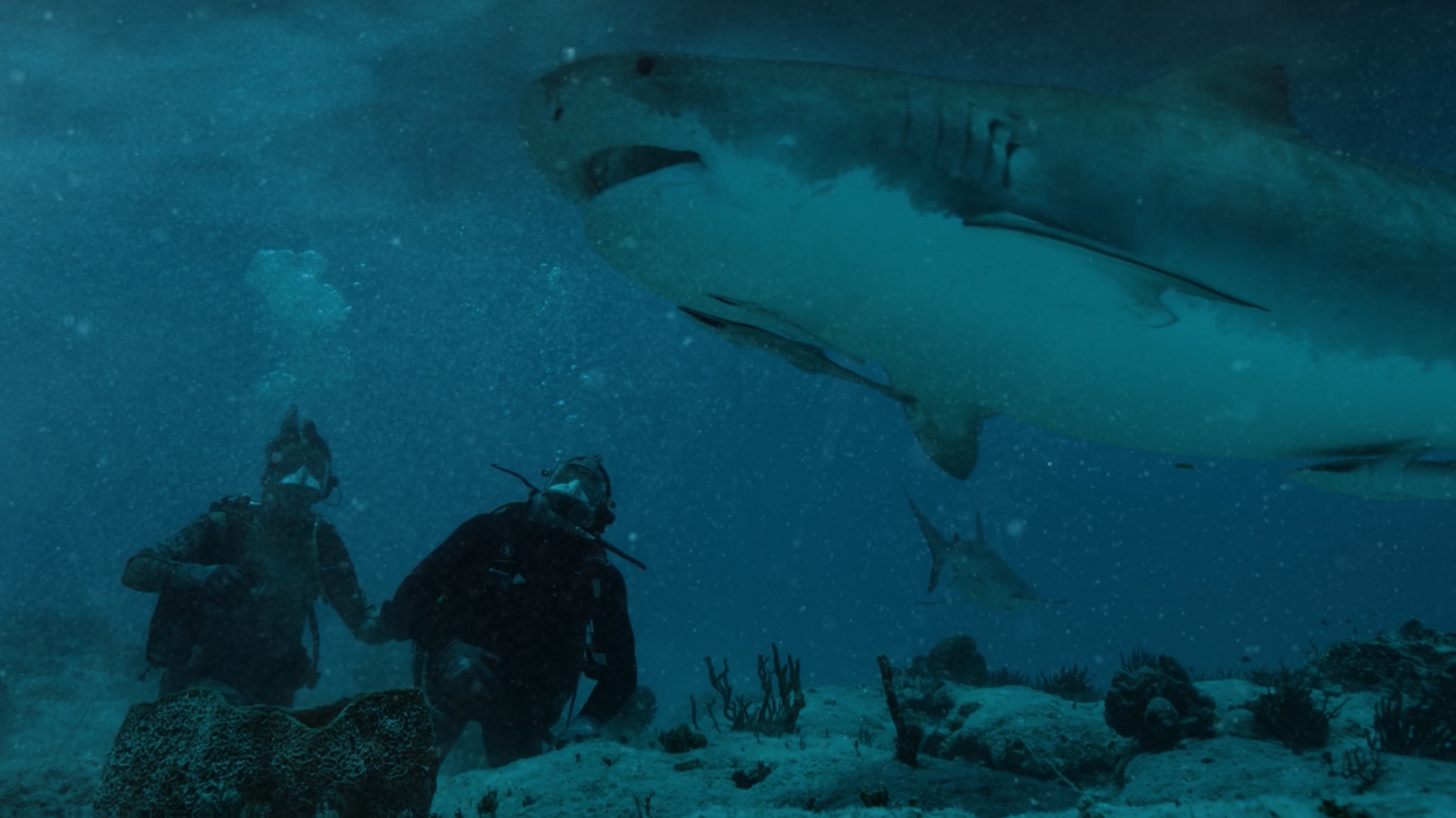Tensão e suspense no mar: confira ‘A Maldição do Tubarão’ no Adrenalina Pura+